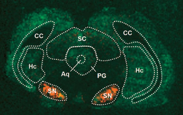 Endogenous peptides